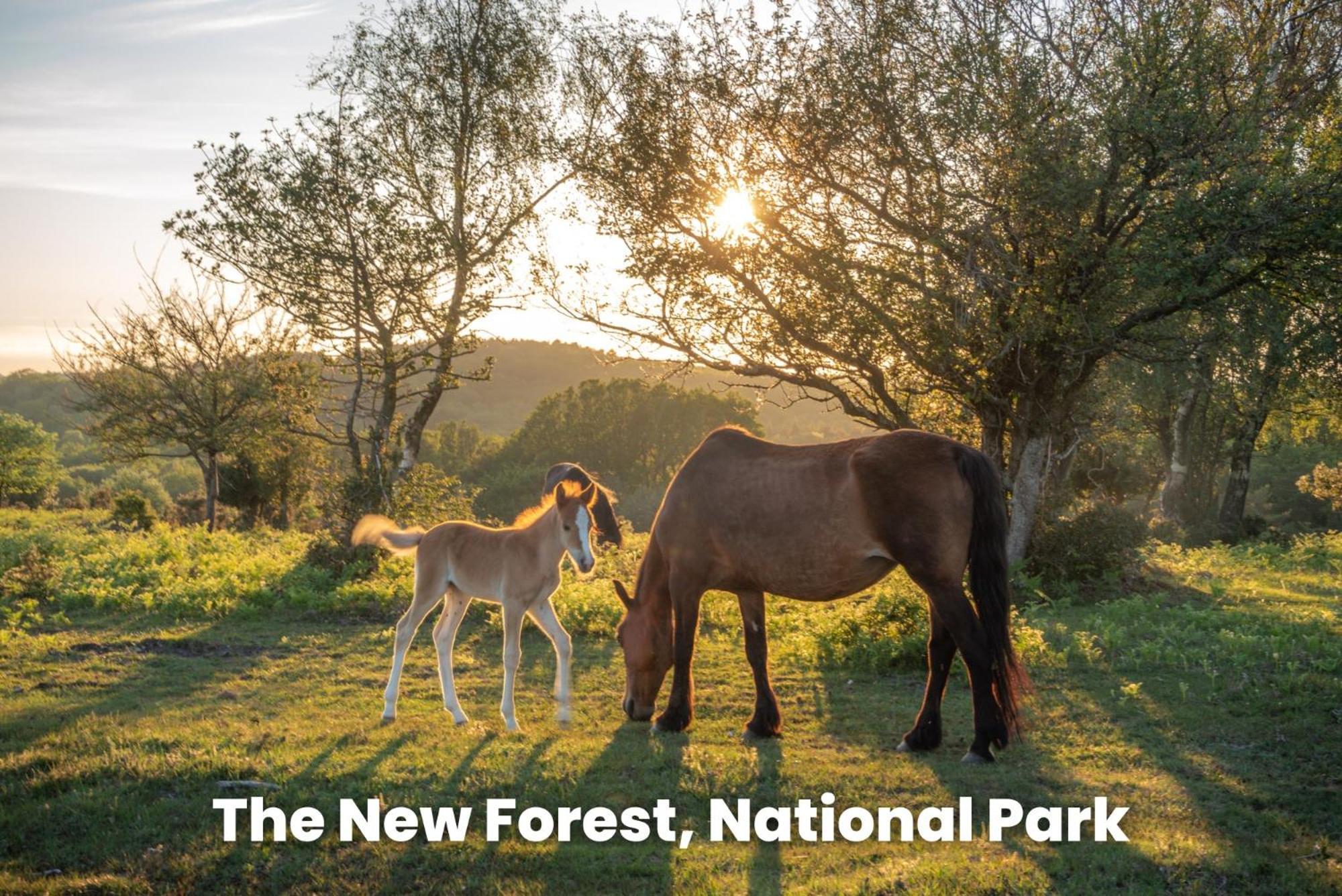 Cosy Retreat Near New Forest Ellingham  Ngoại thất bức ảnh